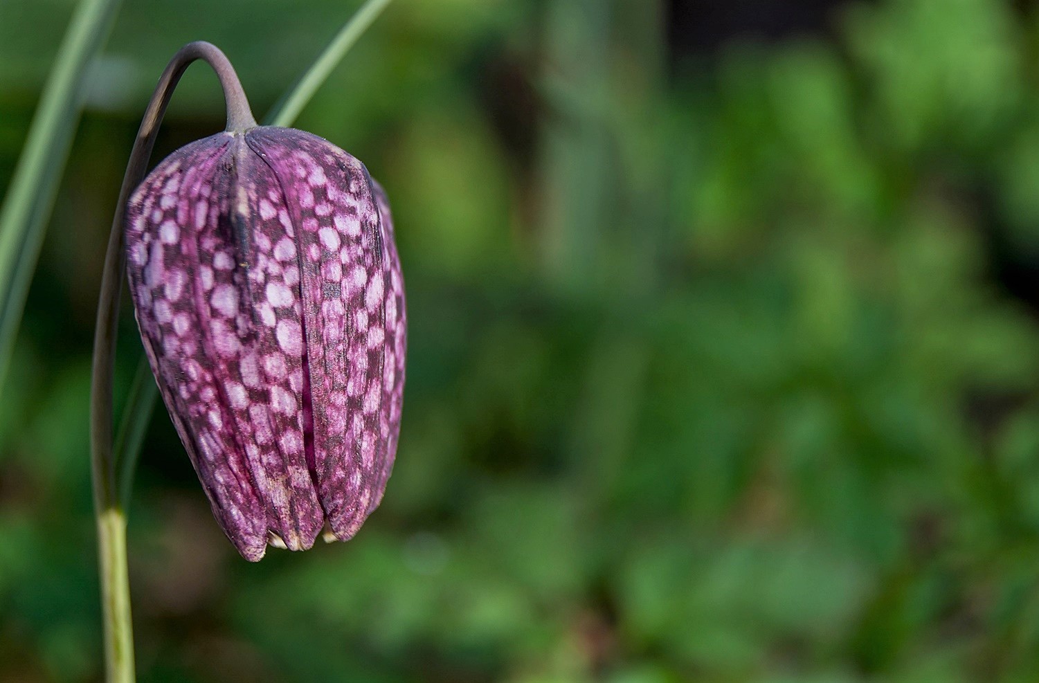 Schachbrettblume