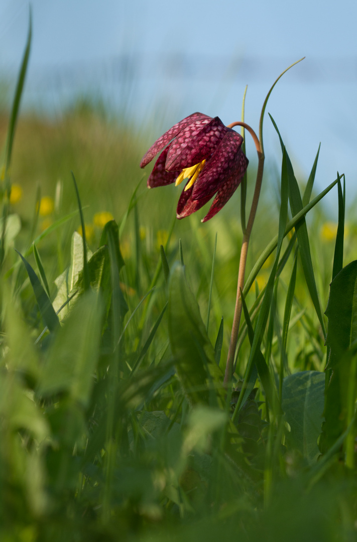 Schachbrettblume