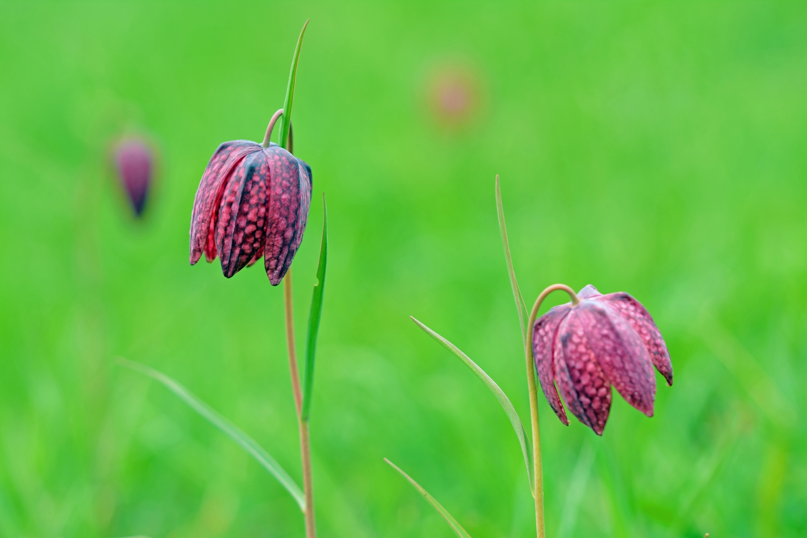 Schachbrettblume.