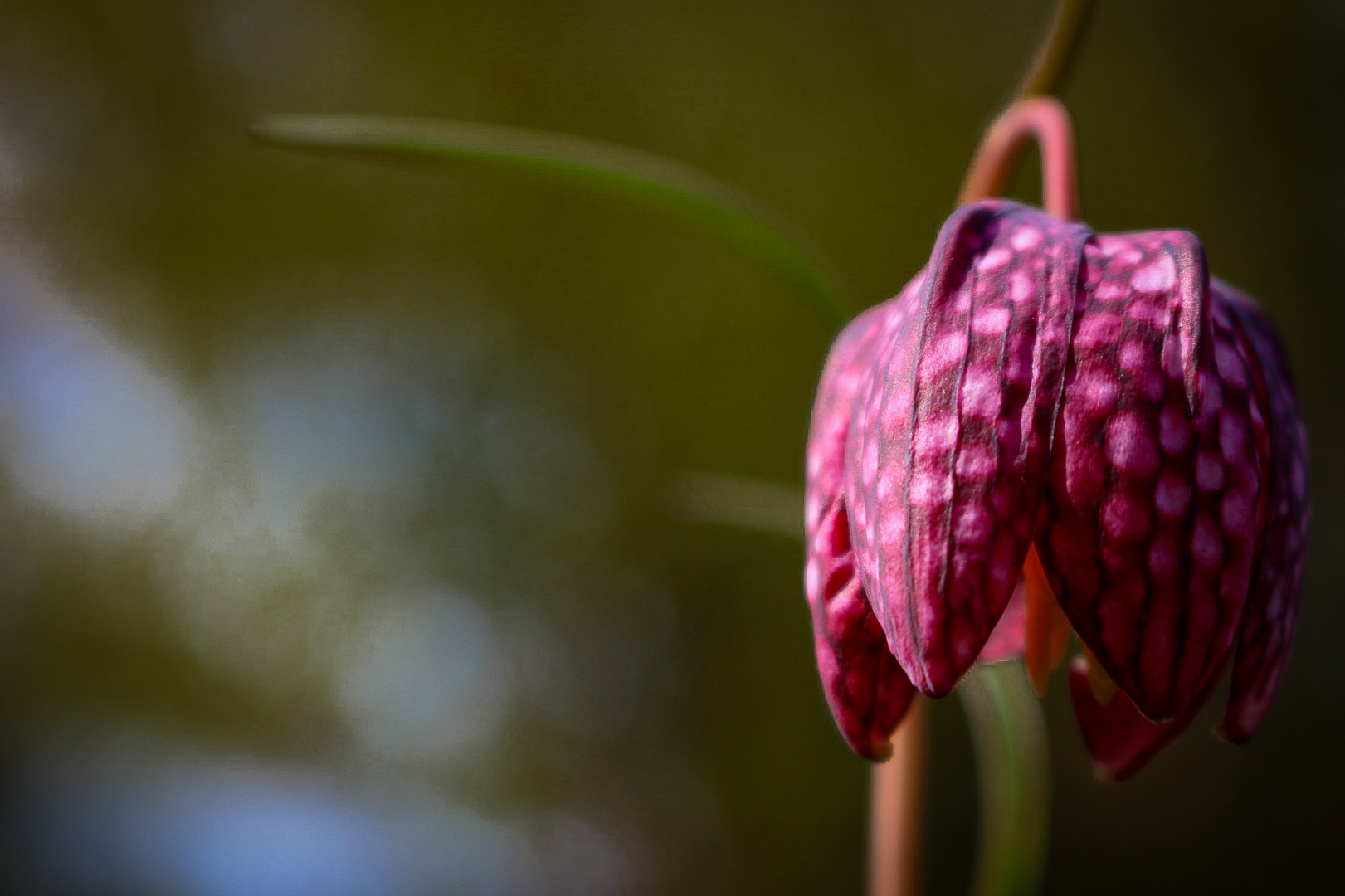 Schachbrettblume