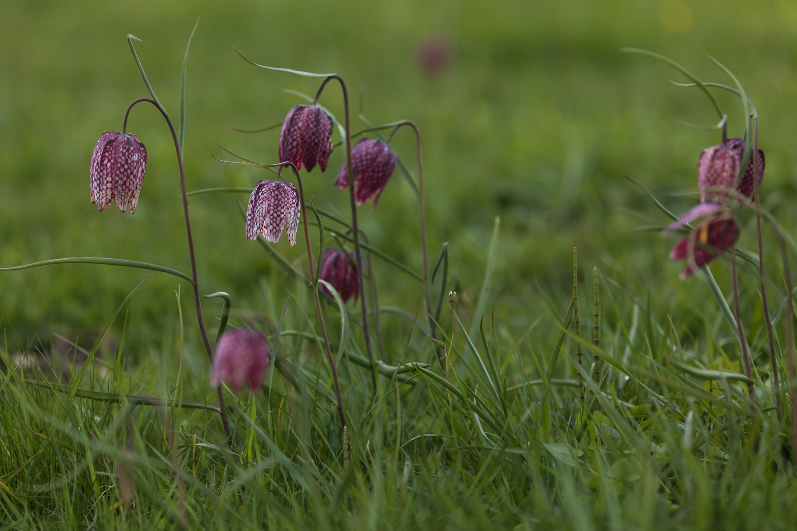 Schachbrettblume