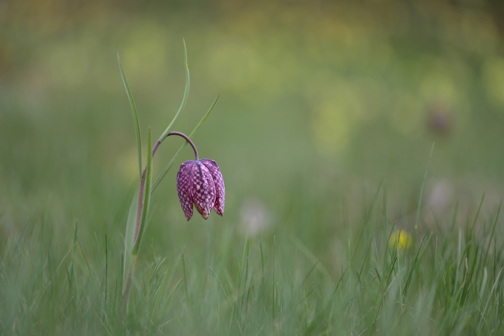 Schachbrettblume