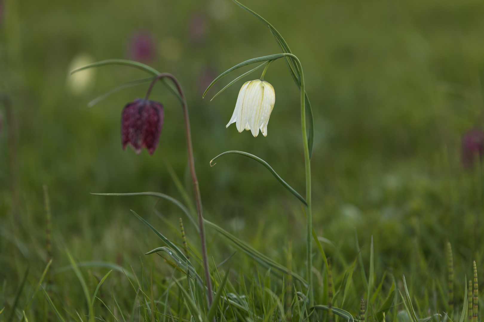 Schachbrettblume