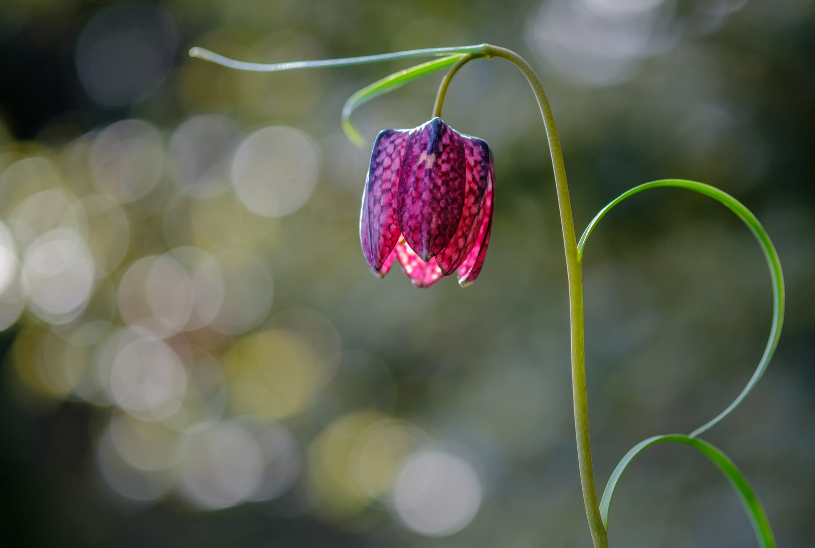 Schachbrettblume 5 Foto &amp; Bild pflanzen, pilze