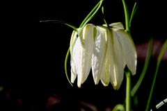 Schachbrettblume 