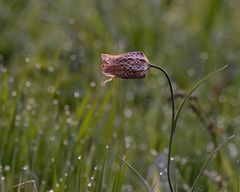 Schachbrettblume