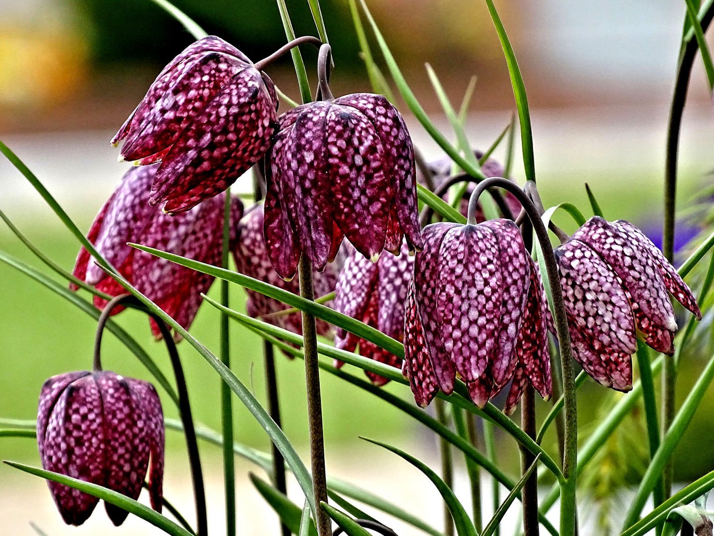 Schachbrettblume Foto & Bild pflanzen, pilze & flechten, blüten