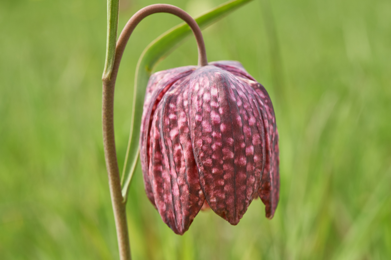 Schachbrettblume