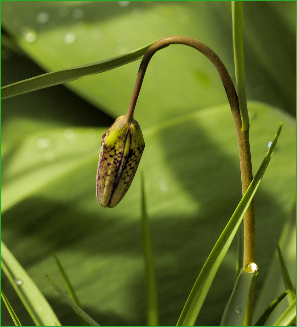 Schachbrettblume