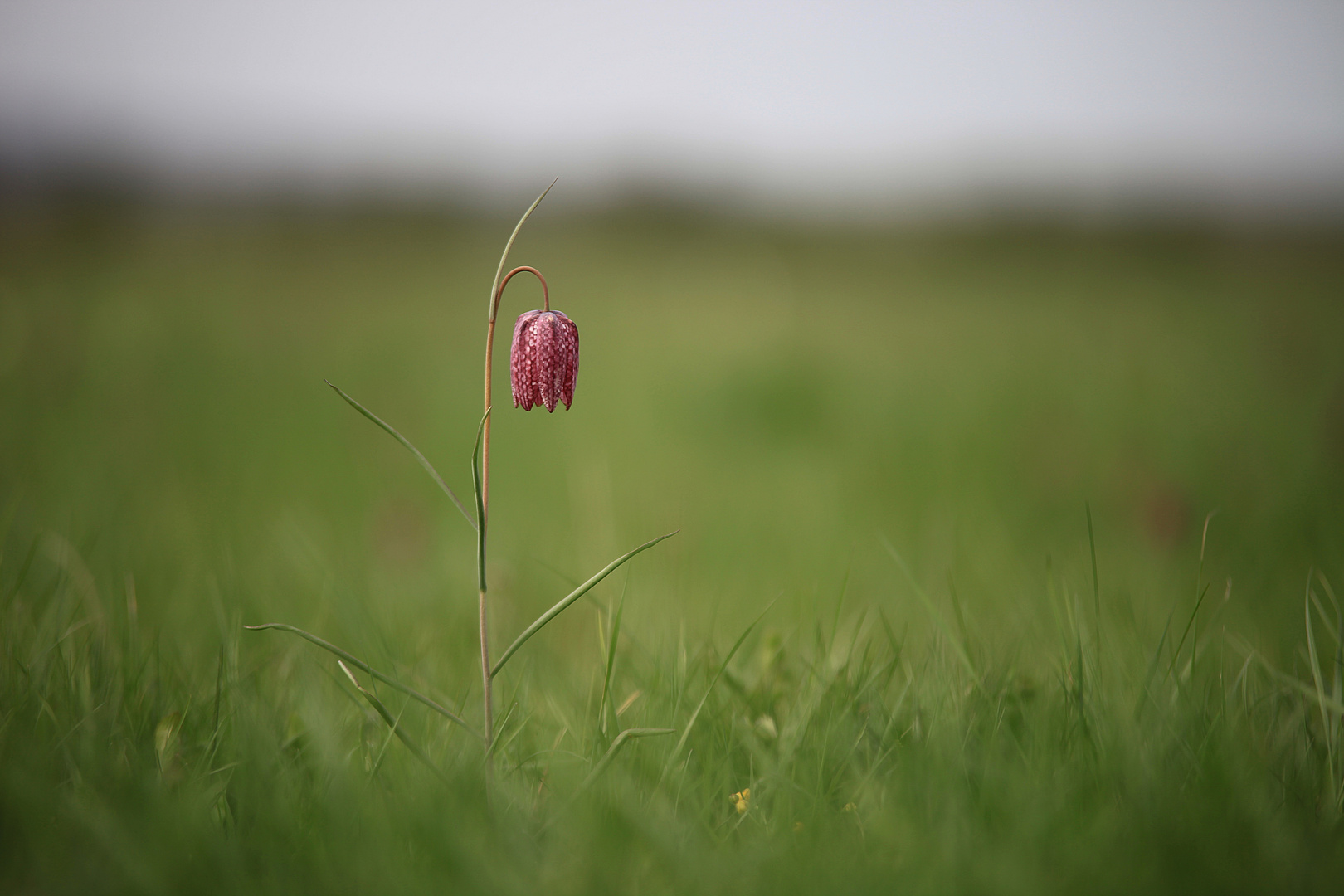 Schachbrettblume