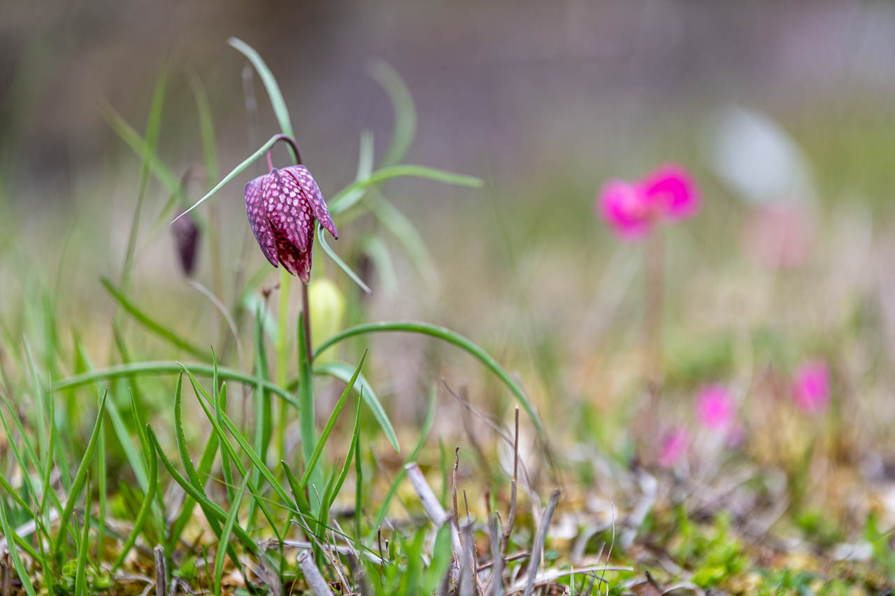 Schachbrettblume