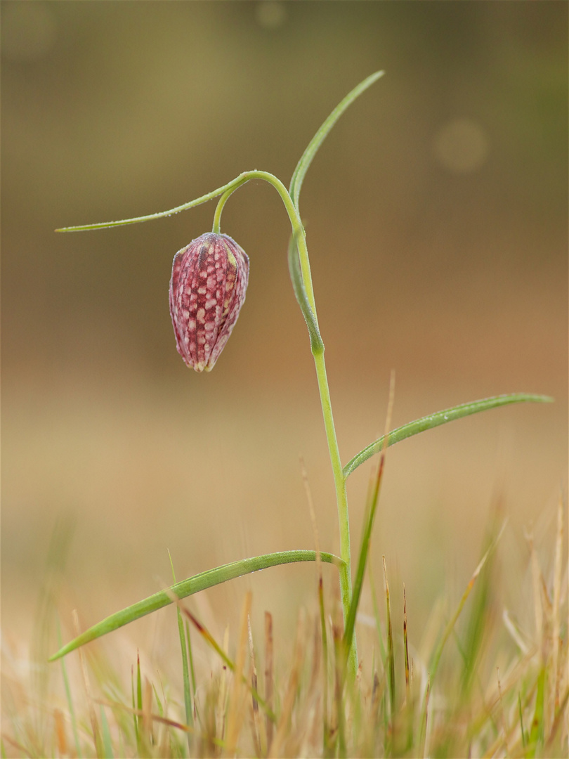 Schachbrettblume 