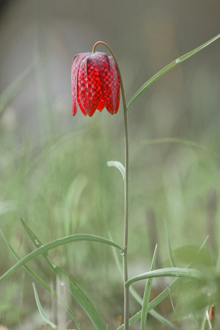 Schachbrettblume