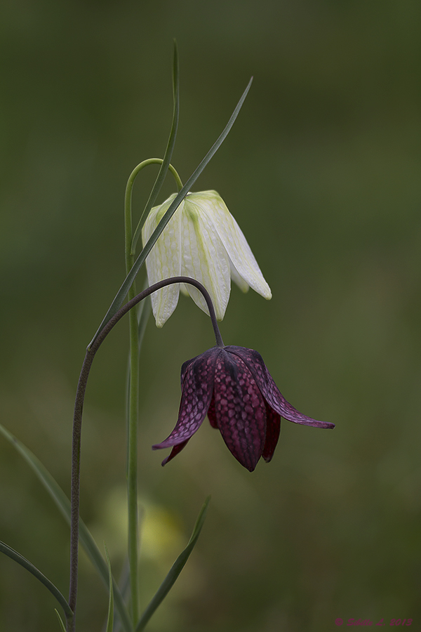 Schachbrettblume