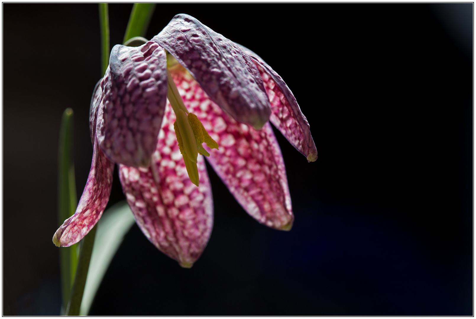 Schachbrettblume Foto &amp; Bild pflanzen, pilze &amp; flechten