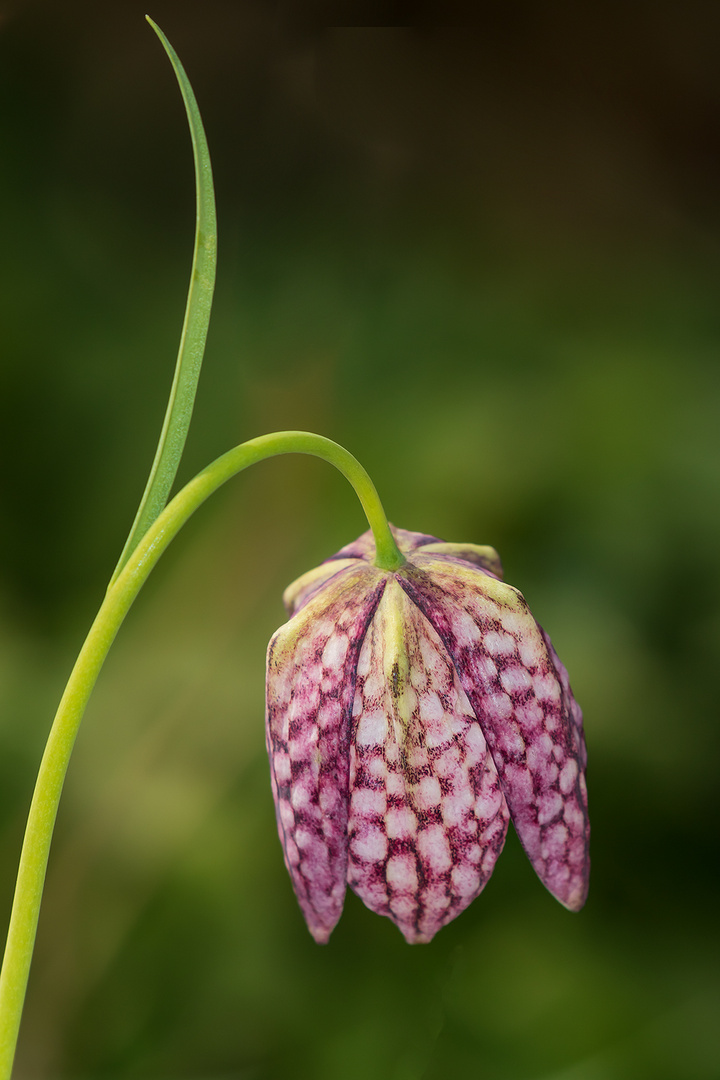 Schachbrettblume Foto &amp; Bild pflanzen, pilze &amp; flechten