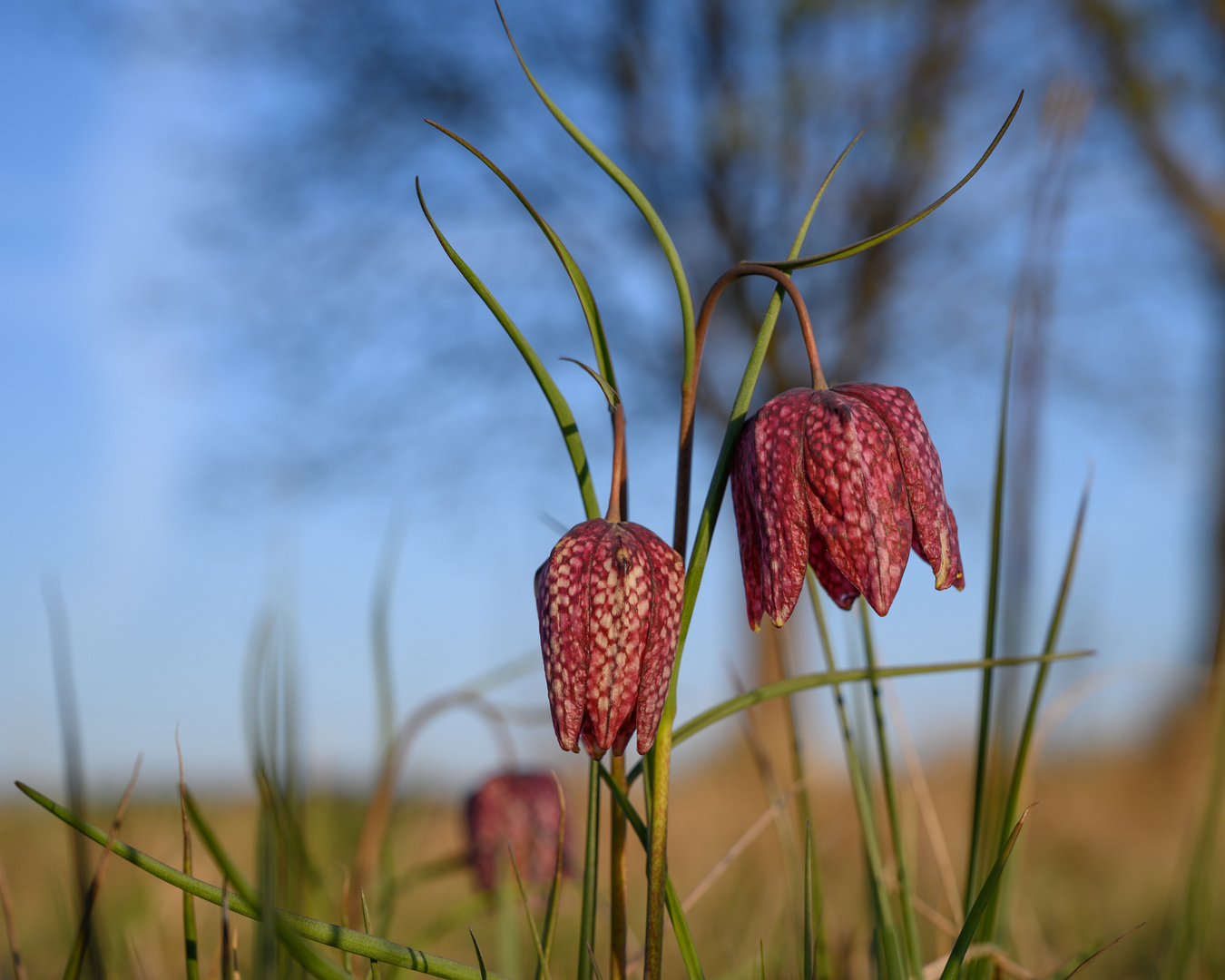 Schachbrettblume