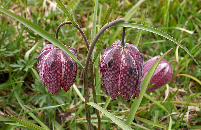 Schachbrettblume