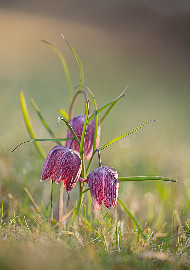 Schachbrettblume