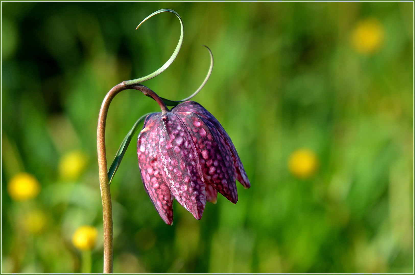 Schachbrettblume Foto & Bild fotos, world, frühling Bilder auf