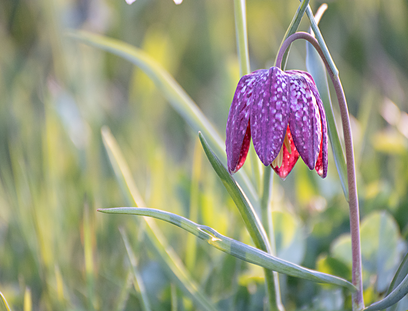 Schachbrettblume