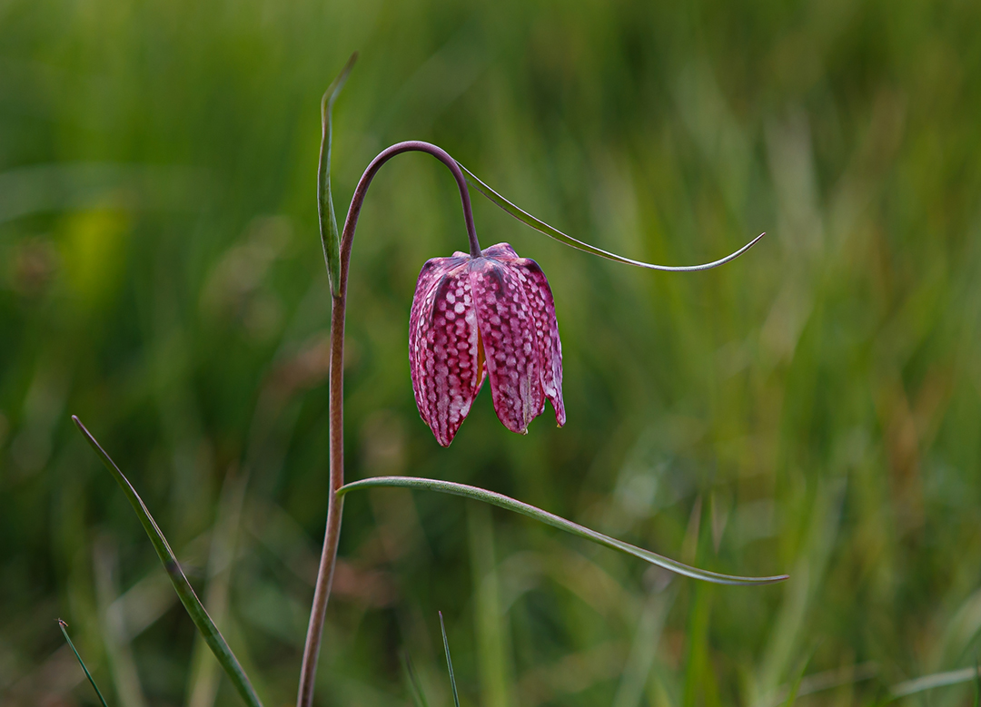 Schachbrettblume...