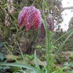 Schachbrettblume am Bachlauf