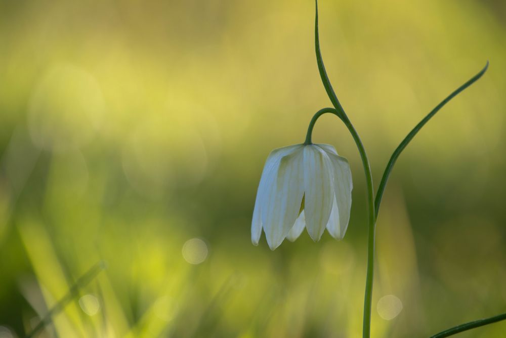 Schachbrettblume am frühen Morgen