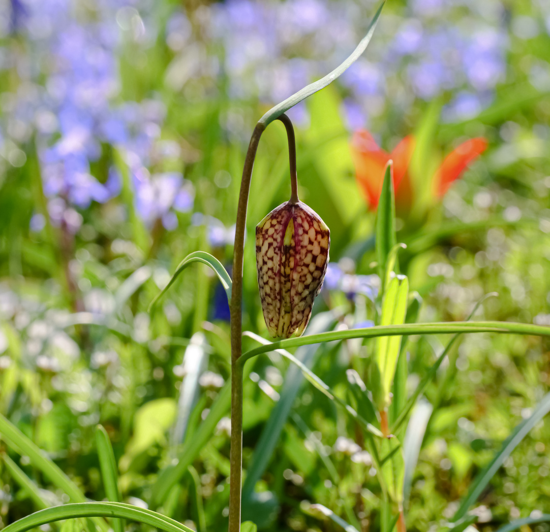 Schachbrettblume am Ostersonntag