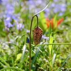 Schachbrettblume am Ostersonntag