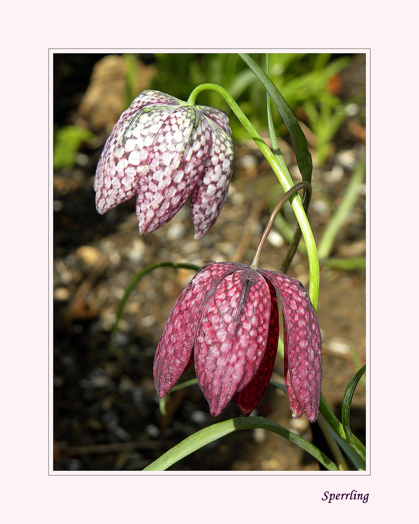 Schachbrettblume  auch Kiebitzei genannt           (Fritillaria meleagris),