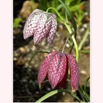 Schachbrettblume  auch Kiebitzei genannt           (Fritillaria meleagris),