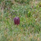 Schachbrettblume (auch Schachblume oder Kiebitzei) im Tropfenmeer