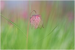 Schachbrettblume auf einer Wiese