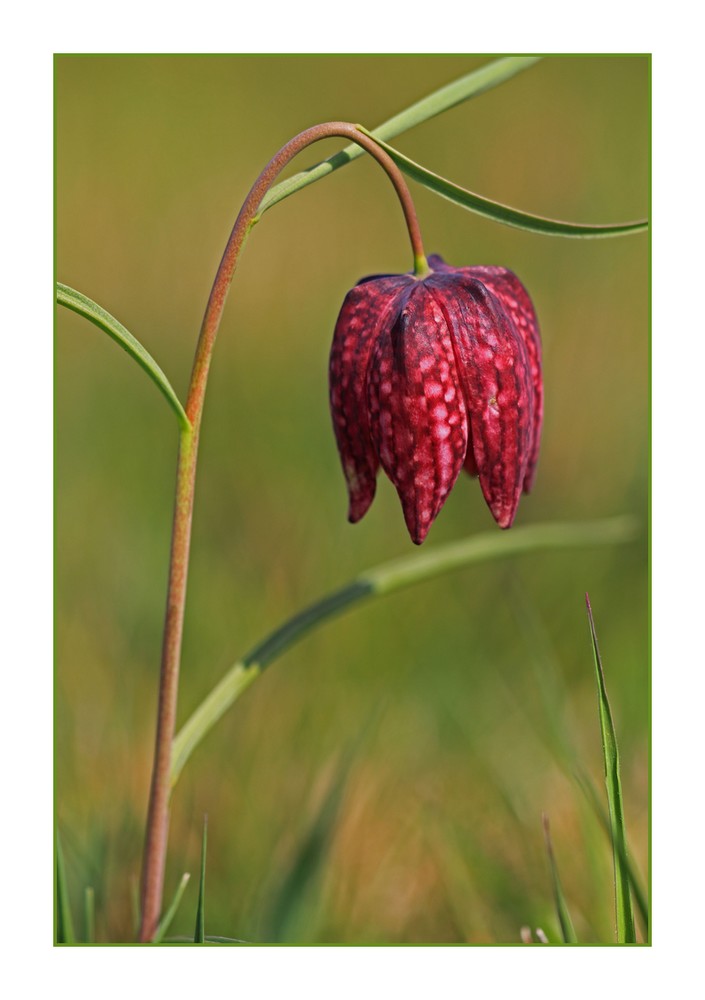 schachbrettblume aus dem sinngrund