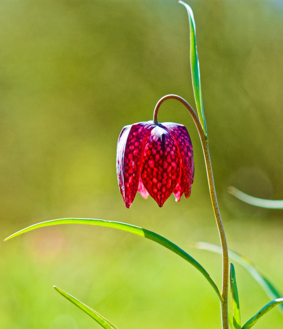 Schachbrettblume Foto &amp; Bild natur, pflanzen