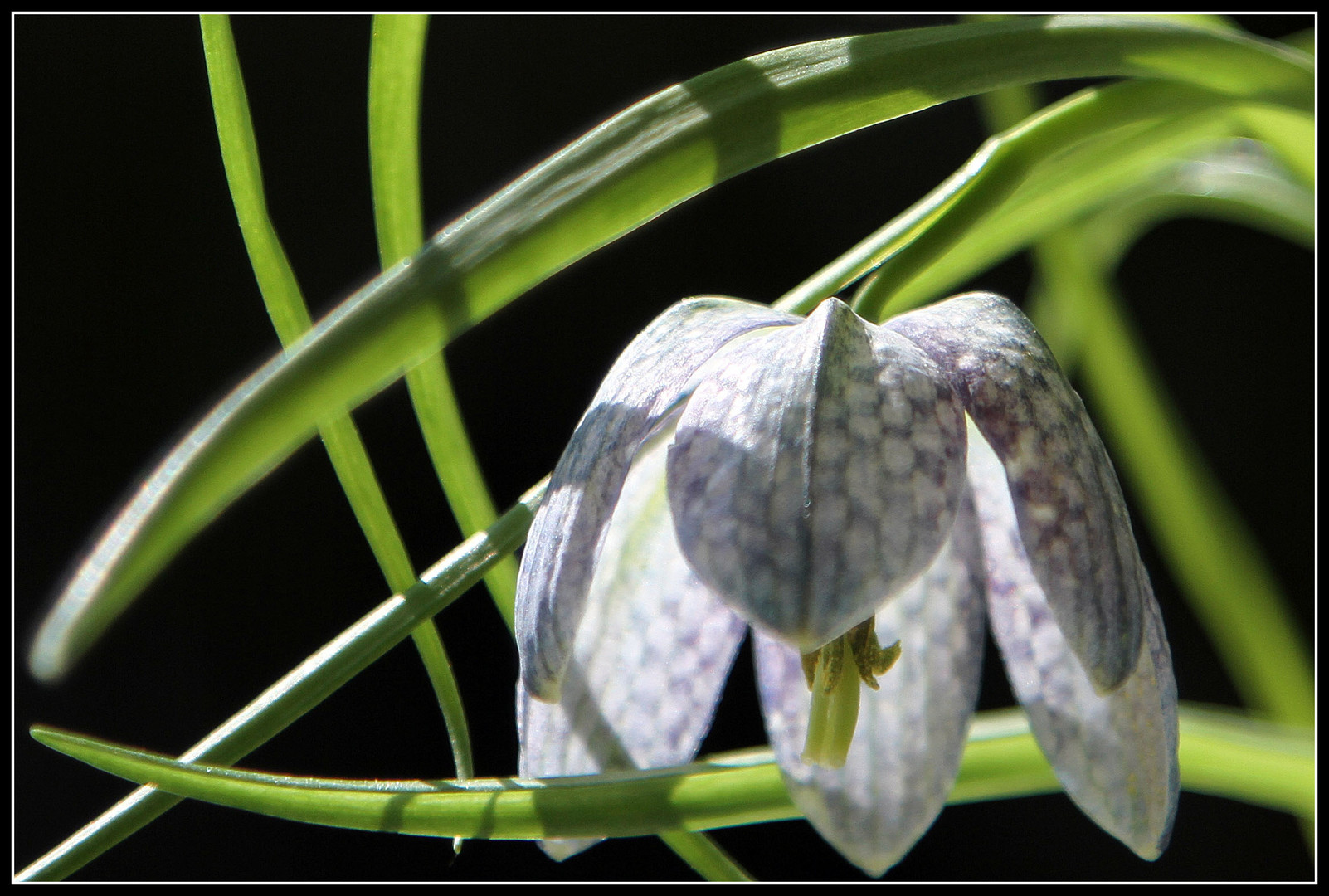 Schachbrettblume