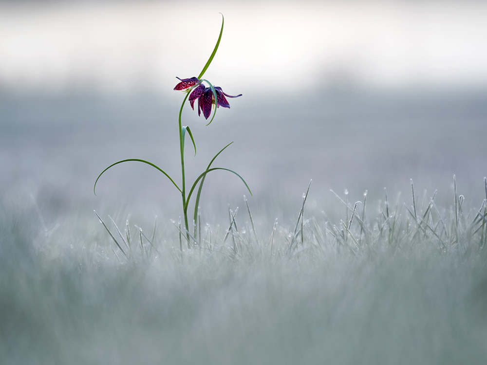 Schachbrettblume bei Rauhreif