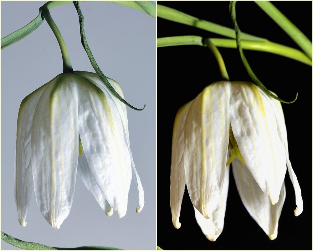 Schachbrettblume beim Fc-Stammtisch