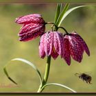 Schachbrettblume bekommt Besuch 