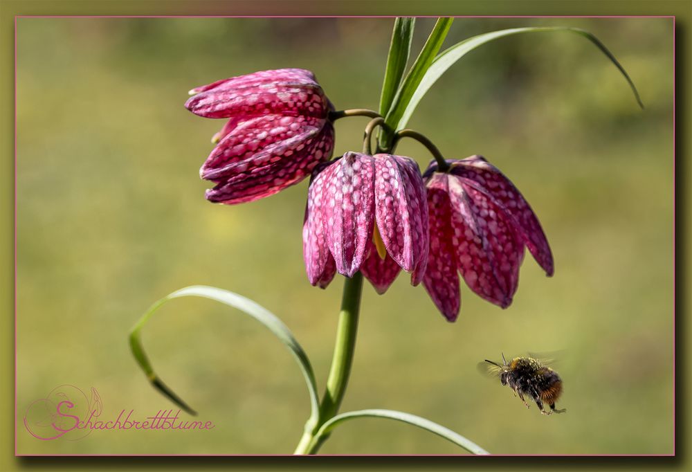 Schachbrettblume bekommt Besuch 