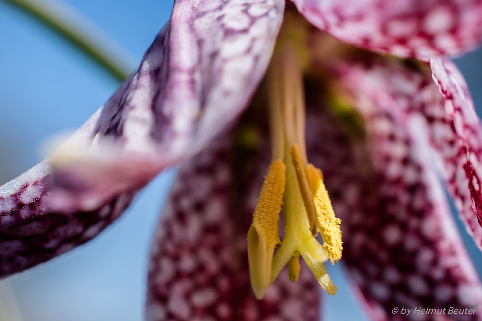 Schachbrettblume - Blütenständ Detail