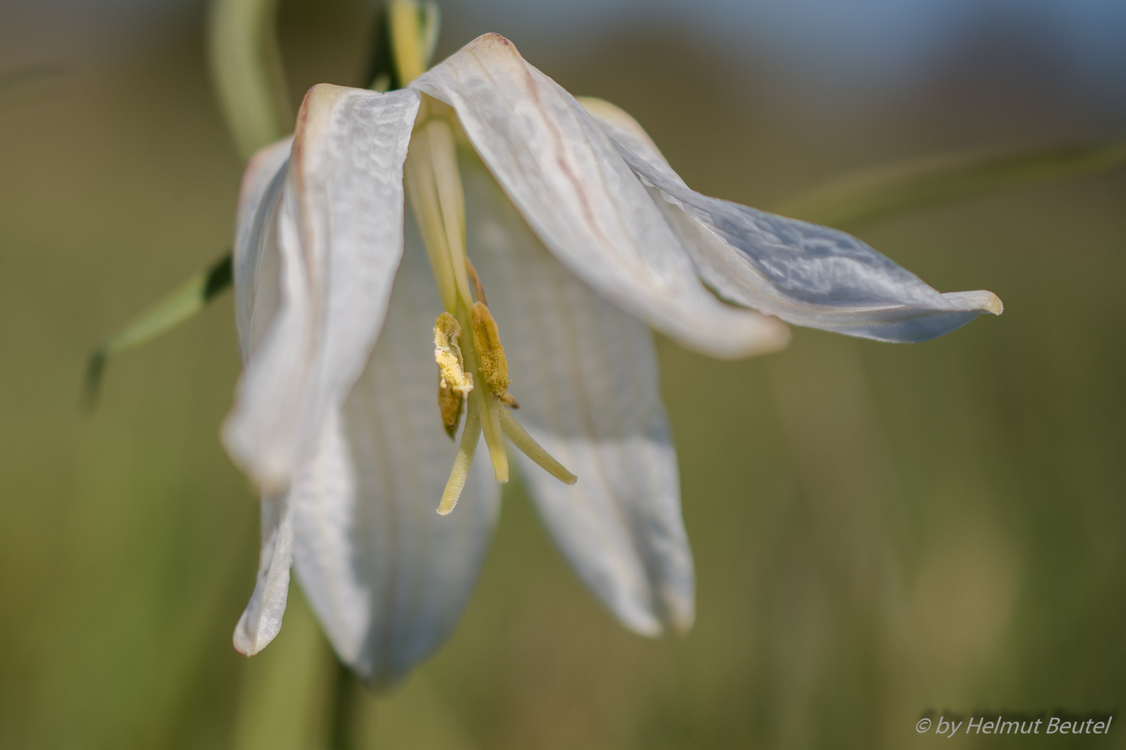 Schachbrettblume - Blütenständ weiss