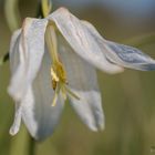 Schachbrettblume - Blütenständ weiss