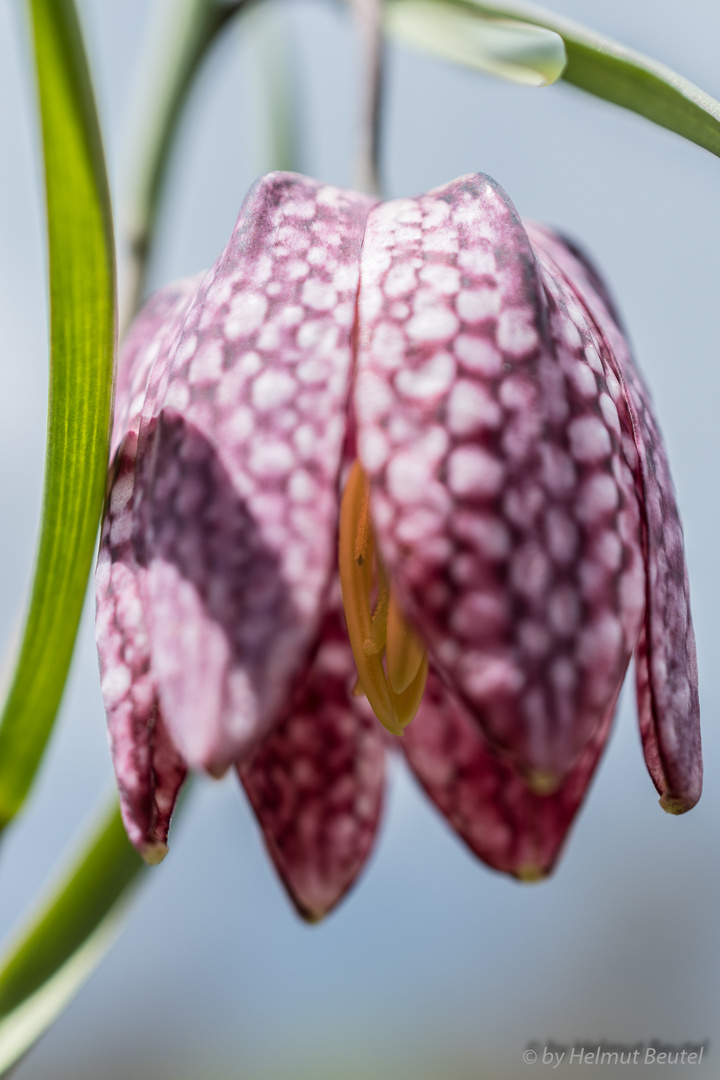 Schachbrettblume - Blütenstand