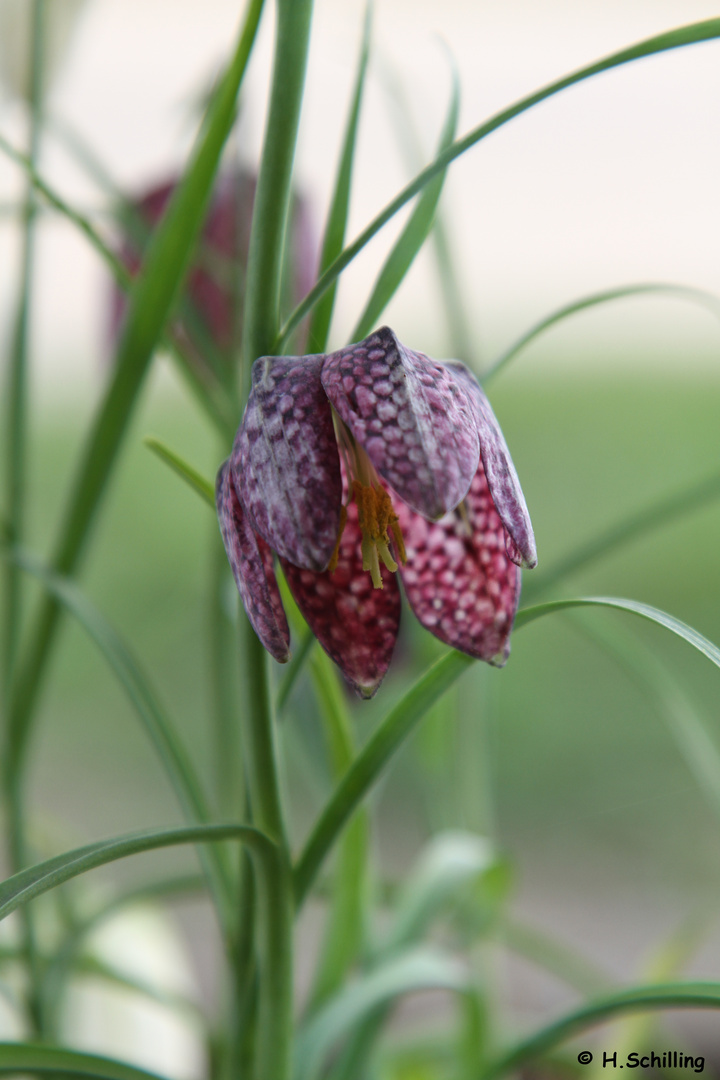 Schachbrettblume Foto &amp; Bild pflanzen, pilze &amp; flechten