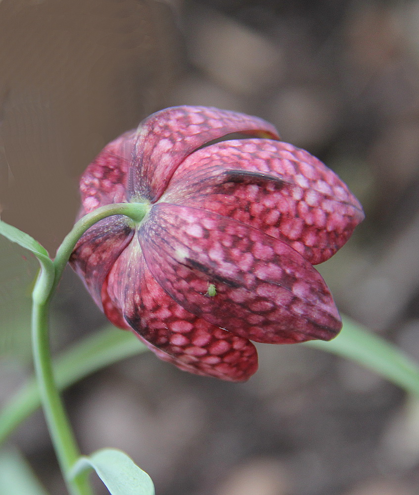 Schachbrettblume