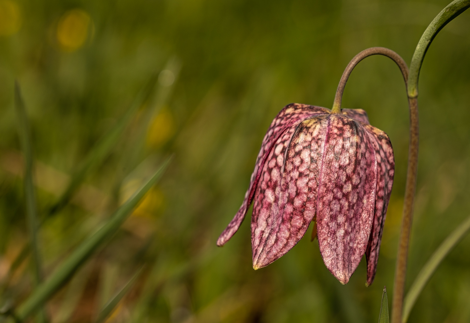 Schachbrettblume ....