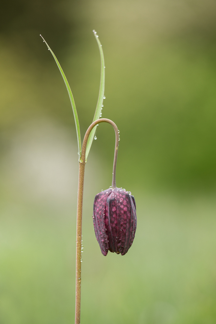 Schachbrettblume - da ist sie..