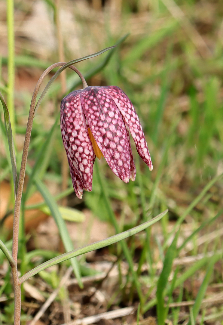 Schachbrettblume